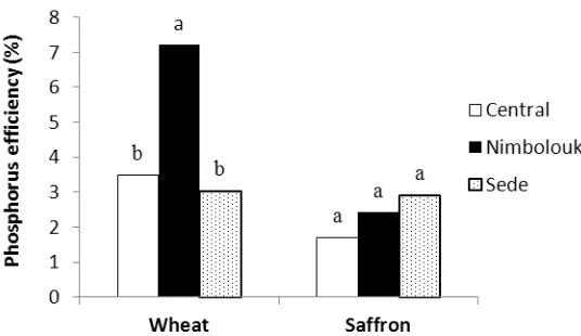 Fig. 3. Mean comparison of phosphorus efficiency indicators between ’s districts for wheat and saffron