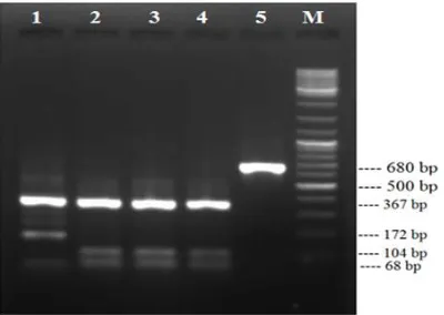 Table 1: LAMP primers sequences used for detection F. hepatica targeting the IGS region 