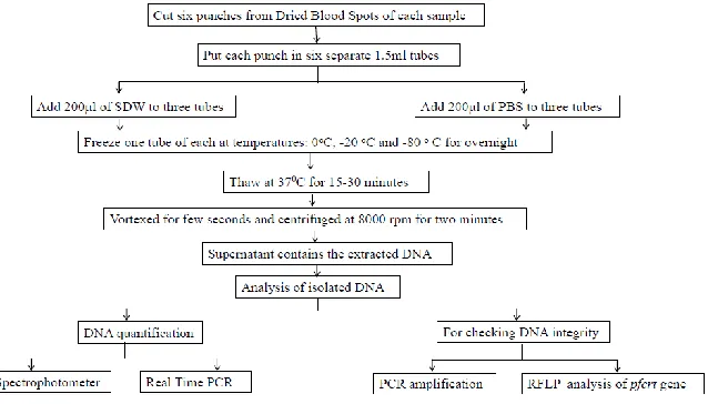 Table 1: Sample Id and detail of parasitemia of samples used in this study 