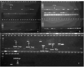 Fig. 5: Phosphate Buffer Saline (PBS), immediately af-ter DNA isolation and after storage at 0 °C for Correlation of amount of DNA in two solvents: Sterile Distilled Water (SDW) and 30 d 