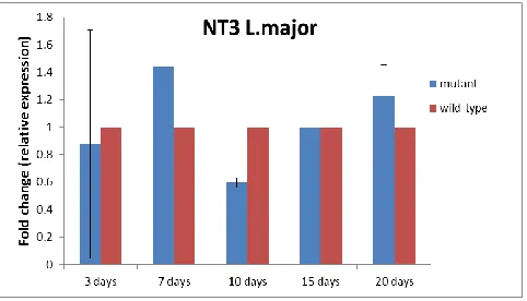 Fig. 1: NT3 gene expression in mutant Leishmania major on 3, 7, 10, 15 and 20 d post electroporation
