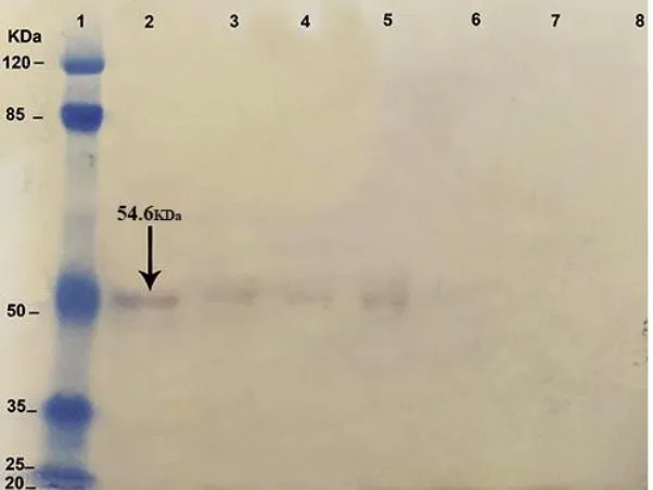 Fig. 2: tion.  SDS-PAGE of NT3 gene expression in transgenic Leishmania on 3, 7, 10, 15 and 20 days after transfec-Wild-type as positive control (lane1), mutant strain in 20th (lane2), 15th (lane3), 10th (lane4), 7th (lane5), 3th (lane6) days after electroporation  