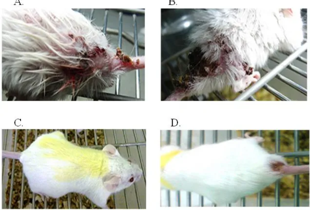 Fig. 6: infected with wild type. While, one lesion with a diameter of less than 5 mm was observed in the mice infected Compare BALB/c mice infected lesions in wild type and transgenic parasites