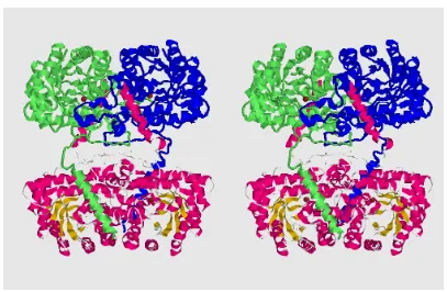 Figure 1.6 sheets (yellow).Gonzalez et al structure of Rat Liver BHMT (stereo-view).42  Zn2+ has been included as a brown ‘spacefilled’ point