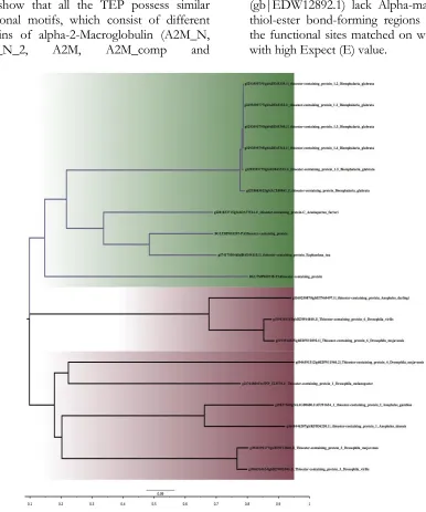 Fig. 2: Phylogenetic analysis of the different invertebrates TEP based on neighbor-joining method