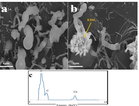 Fig. 8. the SEM image of B4 when the catalyst is applied to the crucible lid. (a) and (b) at 1500 ⁰C, (c) the EDS analysis result of the  highlighted point