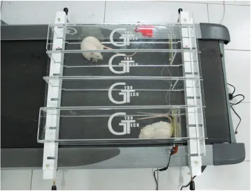 Figure 2. The mouse treadmill compartment on a human treadmill. 