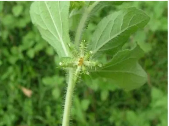 Fig. 1. Leaves of Acanthospermum hispidum  L.