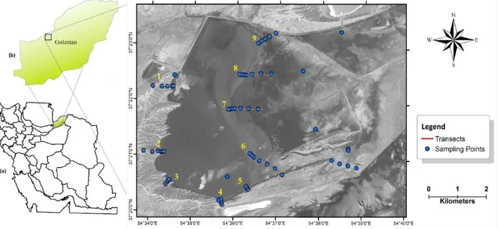 Figure 1. Location of the International Alagol wetland, a: Iran, b: Golestan Province; Transects and Sampling Points 