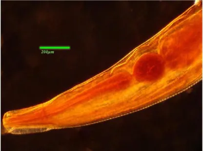 Fig. 3: The ovojector of Marshallagia marshali, double glass mounting after 4 years 