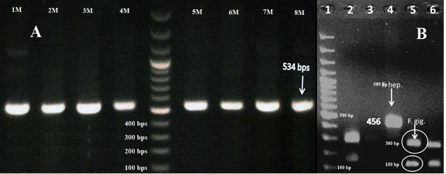 Fig. 2: Agarose gel electrophoresis; (A) NDI PCR products from Fasciola samples compared with the molecu-lar 100 bp weight marker