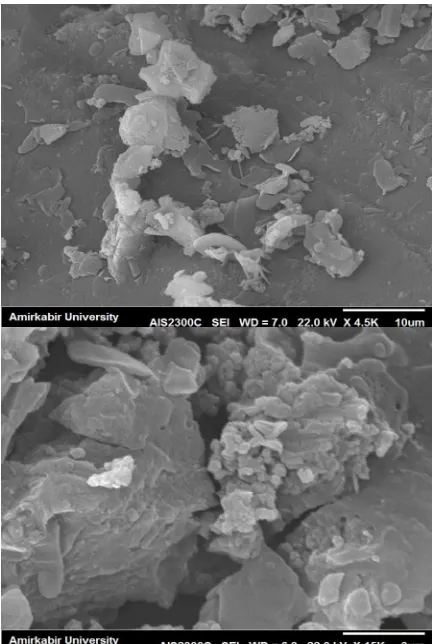 Fig. 6. SEM images of the CoFe2O4 obtained by SDS  