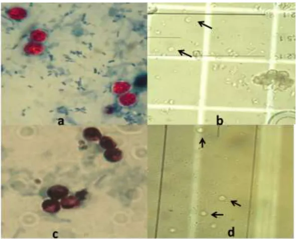 Fig. 1: a. Oocysts were analyzed with serum from rabbit immunized with whole antigen of C