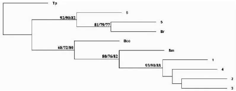 Fig. 4: The bootstrap consensus phylogram of the stationary tree for Bellamya spp. reconstructed by Maxi-mum parsimony (MP) using the COI gene sequences, with Tricula pingi as outgroup