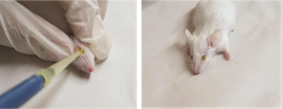 Fig. 2. Mouse remaining in ventral recumbency for 15 min after instillation 