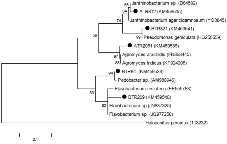 Figure 2. The amylase activity of given strains. The assessment of the production of amylase by isolates was performed over a 144 h, at 24 h intervals with three replications