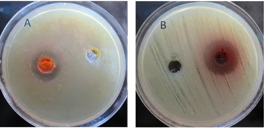 Figure 4. Antimicrobial activity of act-1 (A), 3, 6 and 8 (B) crude extracts against MRSA grown on Muller Hinton Agar plates, using well-diffusion agar method