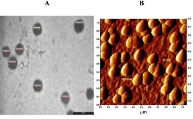 Figure 6. Morphology and particle size distribution of curcumin/nanoparticles. A) TEM image of Cur/ PEG 400 (14), B) AFM image of Cur/mPEG2000-OA nanoparticles redissolved after freeze-drying (0.05 mg/ml) (15)