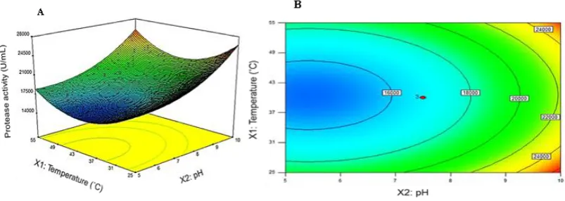 Figure 4. Temperature versus pH on protease activity at constant time of 48 h . (A) 3D Surface (B) contour plot