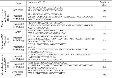 Table 1. Information of primers used in this study 