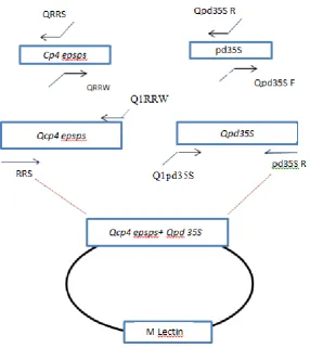 Figure 1. Schematic representation of the pGEM-Qcp4 epsps+ Qpd 35S. The construct contains the mutated cp4 epsps (Qcp4 epsps) and mutated pd 35S (Qpd 35S)  