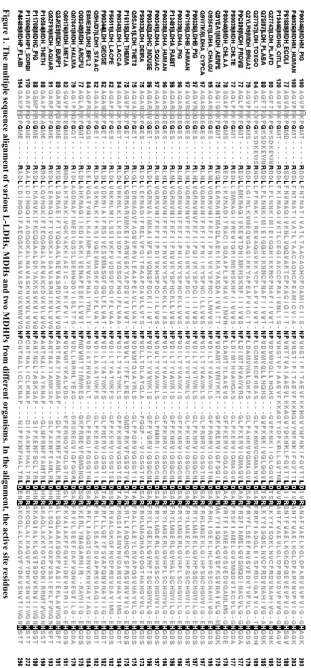 Figure 1. The multiple sequence alignment of various L-LDHs, MDHs and two MDHPs from different organisms