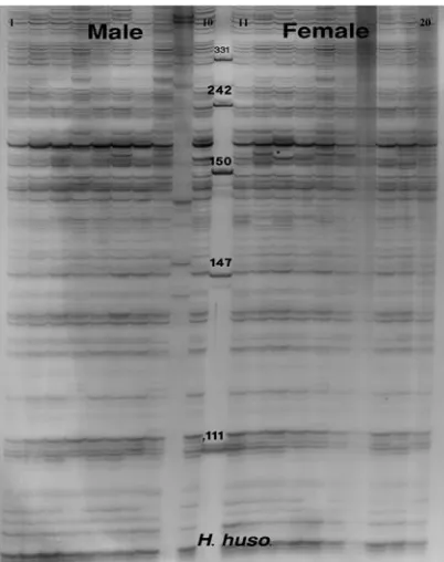 Fig. 1. 11-20 female, (M) ladder, pUC Mix Marker, 8 (Ferments, France).  AFLP generated from DNA samples of 20 Huso huso using a set of Eco+3 / Mse+4 primers
