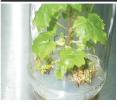 Figure 1(a).
