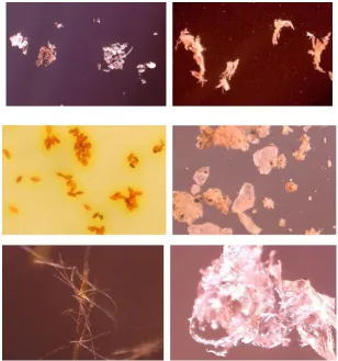 Figure 3 - Examples of samples of solid particles which can be identified at a magnification of 1: 100 to 1: 150 