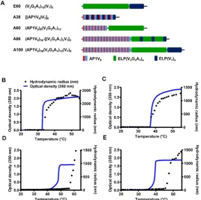 Figure 1. Characterization of ELP and AP1-ELP polypeptides. (A) Schematic representation of ELP and AP1-ELPs with corresponding amino acid sequences