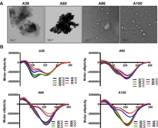 Figure 2. Structural determination of AP1-ELPs. (A) TEM images of A38, A60, A86, and A100 at 37 °C, scale bars, 100 nm