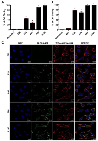 Figure 3. MDA MB231 cells were incubated with fluorescent labeled E60, A38, A60, A86, or A100 at 4°C (A) and 37°C (B) for 1 h