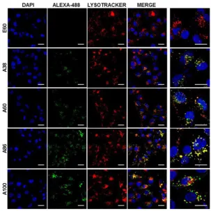 Figure 4. Examination of subcellular localization. MDA MB231 cells were incubated with 0.3125 min and co-localization of polypeptides with early endosomes were observed under confocal laser microscopy