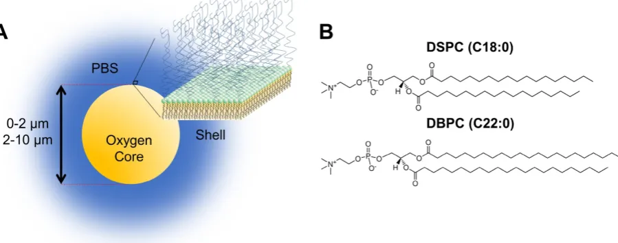Figure 1. A) Cartoon illustration of OMB design for in vivo studies. The core of the microbubble is oxygen and is stabilized by a phospholipid monolayer shell comprising of (B) two acyl-chain phospholipids: DSPC and DBPC