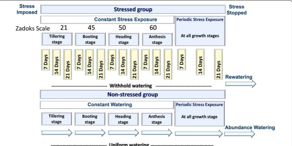 Fig. 1 The workflow of the experimental design. It describes the design of the stressed (non-watered) and non-stressed (watered) groups for both of single stress and periodic exposure