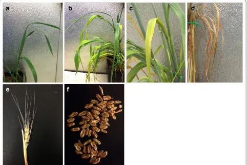 Fig. 2 The figure illustrates the development of drought morphological symptoms. It shows the main and unique symptoms were shown during drought exposure