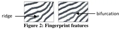 Figure 1: Common minutiae types 