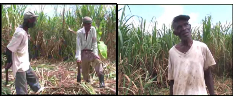 Figure 1. Sugar cane farmers in Barbados appearing in their own video 