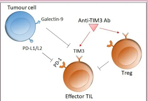 Figure 1 Role of Tim3. The interaction between Tim3 on an effector T cell and galectin-9 on a tumour cell inhibits the immune response by inducing apoptosis in the T cell