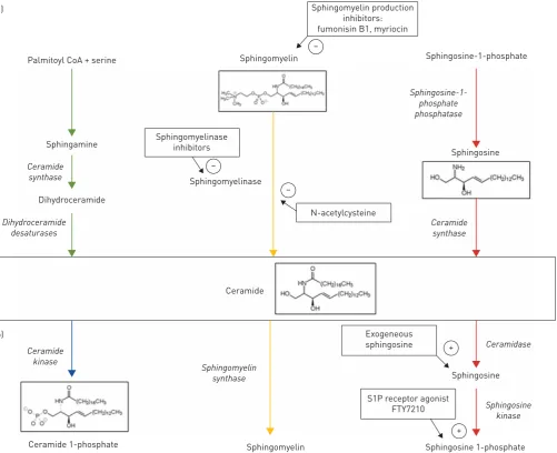 FIGURE 1 a) Schematic depiction of the three major pathways capable of producing ceramide with relevant enzymes (italics) and therapeuticinhibition points (arrows) indicated
