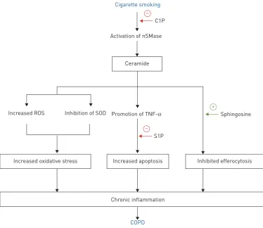 FIGURE 3 Schematic summary of sphingolipid actions implicated in the pathogenesis of chronic obstructivepulmonary disease (COPD) with ceramide as the central mediator