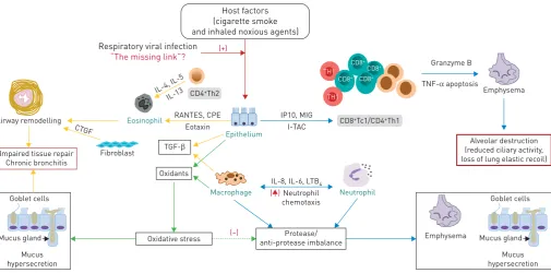 FIGURE 1 Protease/anti-protease imbalance and oxidative stress are viable pro-inflammatory mechanisms that contribute to the pathogenesis ofIL-8 and leukotriene Bchronic obstructive pulmonary disease (COPD)