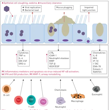 FIGURE 2 Mechanisms of virus-induced airway inflammation in chronic obstructive pulmonary diseaseviruses preferentially target airway epithelial cells leading to epithelial cell sloughing, Goblet cell hyperplasia(mucus plug), microvascular dilatation, oede