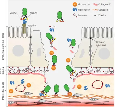 FIGURE 2 Moraxella catarrhalis adheres to the extracellular matrix in the respiratory tract