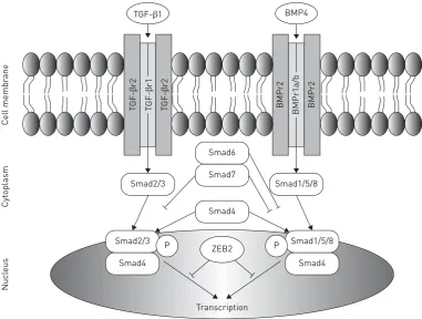 FIGURE 1 Overview of the major pathways involved in vasodilation and vasoconstriction