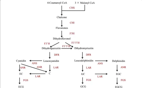 Fig. 1 The proposed catechin biosynthetic pathway in flavonol synthase (EC 1.14.11.23); F3Hreductase (EC 1.3.1.77); Camellia sinensis