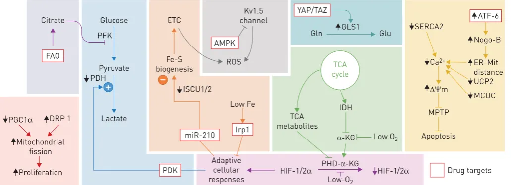 FIGURE 1 Overview of the dysfunctional metabolic pathways in pulmonary vascular cell types implicated in the development of pulmonaryhypertension
