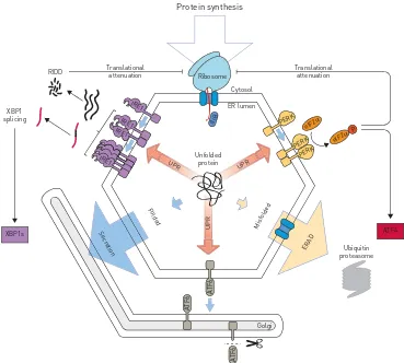 FIGURE 1 Proteostasis in the endoplasmic reticulum (ER). Proteins enter the ER and rapidly associate withchaperones such as binding immunoglobulin protein (BiP)