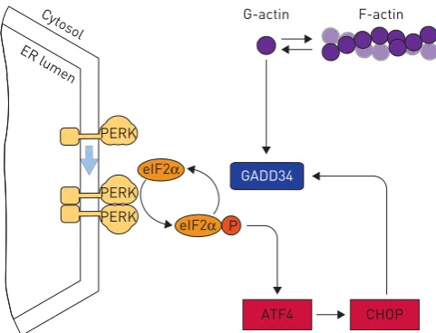 FIGURE 2 GADD34 is a master regulator of the integrated stress response. Phosphorylation of eIF2αincreases the translation of ATF4