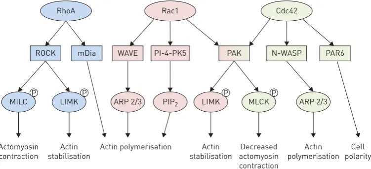FIGURE 2 Cell migration is mediated by Rho-GTPase protein activity. Cell polarity is mediated by Cdc42(ROCK)-mediated phosphorylation of myosin light chain kinase